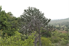 Euphorbia antiquorum